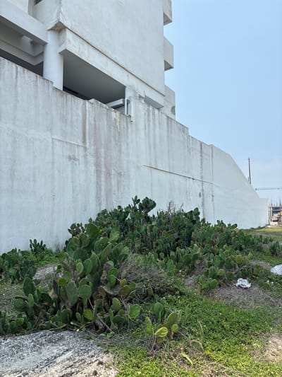 The image shows a tall, white, concrete building with an architectural style that includes protruding square elements on its left side. The building's facade shows signs of aging and weathering. A dense patch of green vegetation, predominantly consisting of cacti and various plants, grows along the building's base, and other greenery in the ground. The sky is visible in the upper left corner, suggesting an outdoor setting. The image may have been taken at ground level. Given that the location is Boca del Río, Mexico, the architectural style is consistent with buildings found in urban environments. The concrete block near the bottom right of the image appears to be an elevated curb/sidewalk.