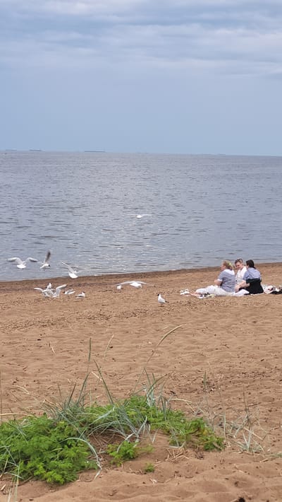 In Ushkovo, Russia, on a sandy beach beside a calm body of water, a group of three individuals is seated on a blanket. The individuals, two women and one child, are facing the water and appear to be engaged in conversation. Seagulls are present on the beach, with some flying overhead and others walking on the sand. In the background, several large ships are visible on the horizon. The sky is overcast with clouds. The foreground of the image features sand with some sparse vegetation.