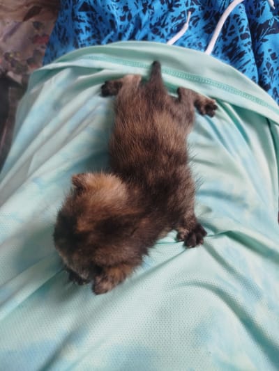 A newborn kitten is lying on a light blue shirt. The kitten is brown and black with tortoiseshell markings. It is a small, fluffy animal with delicate paws. The shirt has a textured pattern and is draped over a surface. In the background, there is a blue patterned fabric with white drawstrings. The lighting suggests an indoor setting, likely during the daytime. The kitten appears relaxed and is resting on the soft fabric. There is no visible text in the image. The scene is peaceful and evokes a sense of tenderness.