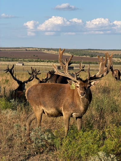 In Gornyi Balyklei, Russia, a herd of red deer, including a prominent stag in the foreground, stands in a dry grassy field under a partly cloudy blue sky. The stag, facing the camera, has large, elaborate antlers and a yellow tag labeled "27" attached to its left ear. Several other red deer are visible in the background, some with impressive antlers as well. Beyond the field, a rural landscape unfolds with cultivated fields and distant trees, demarcated by a wire fence.