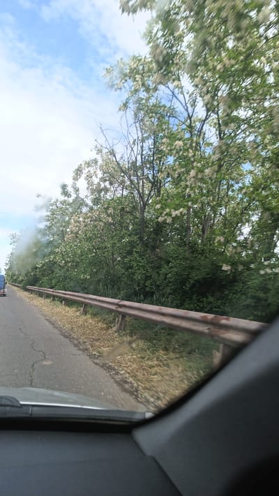 The image, taken from inside a vehicle, shows a road running alongside a guardrail and dense foliage. The foliage is dominated by trees with white blossoms. The sky above is partially cloudy. Based on the location metadata, this scene is in or near the city of Градина, Bulgaria. There is a faint trace of what appears to be steam or exhaust near the left edge of the trees. The dashboard and windshield of the vehicle are visible in the foreground. A vehicle is passing in the opposite direction.