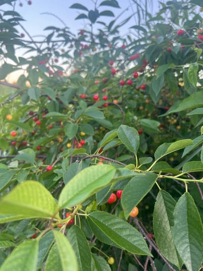 A close-up, outdoor shot of a cherry tree branch with ripe red and yellow cherries and green leaves. The background is blurred, showing more of the tree and a light blue sky. The image is likely taken in Dubăsari town council, Moldova.