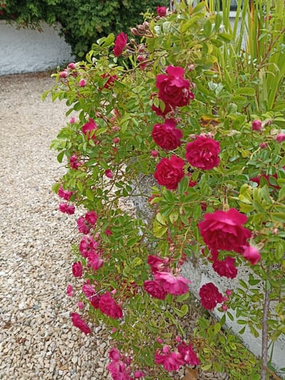 This media file captures a close-up view of a vibrant bush laden with deep pink roses. The roses are in various stages of bloom, with some fully open and others still in bud. They are clustered along the branches of the bush, which is lush with green leaves. The bush appears to be growing against a textured, light-colored wall, possibly made of stucco or concrete. To the left of the bush, a pathway or ground cover of light-colored, small pebbles is visible, suggesting an outdoor setting. In the background, a section of greenery can be seen, possibly more bushes or trees, and a white, textured wall, hinting at a garden or yard. The lighting suggests it might be daytime, with the natural light illuminating the rich colors of the roses. The overall impression is one of natural beauty and a well-maintained outdoor space. The location context of Annagry, Ireland, might suggest a temperate climate where such roses would thrive. There is no visible text in the image.