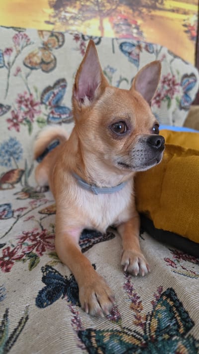 A small, tan chihuahua is resting on a couch with a patterned fabric featuring butterflies and flowers. The dog is facing to the right, with its ears perked up and its body angled slightly towards the viewer. A yellow dog bed is visible to the right of the dog. The background is blurry but suggests a wall with a painting or tapestry. The overall setting appears to be an indoor domestic environment in Krasnochervonnyi, Russia.