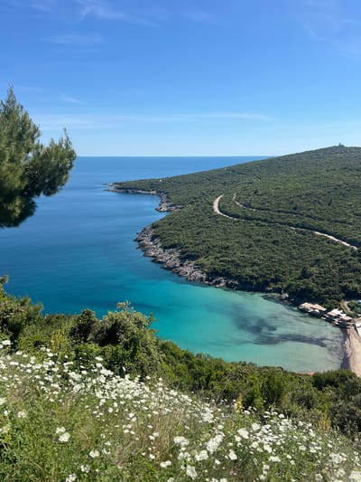 A high-angle, rotated perspective shows the coast of Višnjevo, Montenegro. The clear, turquoise water meets a tree-covered peninsula. A winding road runs along the peninsula. White flowers are in the foreground. The sky is blue with minimal clouds. There are some buildings near the water at the top right.