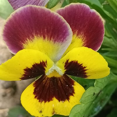 The image is a close-up, high-angle shot of a pansy flower with dark purple petals fading into yellow. The center of the flower has dark brown markings. The flower is surrounded by green foliage. The image does not contain any elements that would place it in Tornovoye, Russia, or any other specific geographic location.