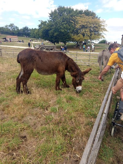 A brown donkey is grazing in a grassy field in Azannes-et-Soumazannes, France. In the background, there are several people walking around and a horse-drawn cart. The sky is blue with some clouds.