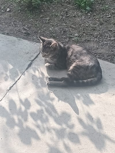 A tabby cat is sleeping on a concrete surface in Jıbek joly, Kazakhstan. The cat is curled up, with its head resting on its paws. The concrete surface is cracked in a few places and has dappled sunlight and shadows from nearby foliage. To the left of the concrete, there is a patch of dirt with some green grass and small stones. The lighting suggests it is daytime, likely a sunny afternoon, casting distinct shadows. The scene appears to be outdoors in a natural or semi-natural setting.