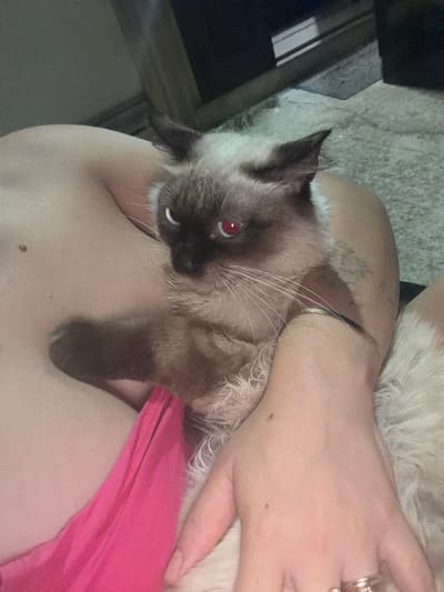 A close-up, eye-level shot shows a fluffy, cream-colored cat with dark brown markings on its face and ears, and glowing red eyes, resting on a person's chest. The cat's paws are visible, one resting on the person's arm, the other tucked underneath. The person, whose skin is fair, is wearing a bright pink garment that covers their lower torso and lap. A delicate gold chain necklace is visible on the person's wrist. The background is out of focus, but appears to be an indoor setting with a textured floor and a dark object in the upper right corner. The image does not provide any information about the location being Carpignano Salentino, Italy.