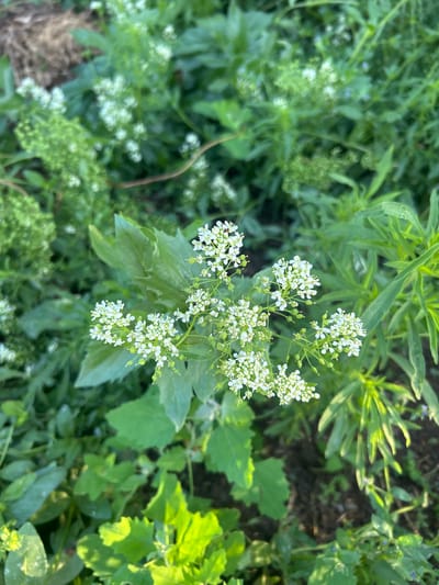 The image depicts a patch of greenery in what appears to be a natural setting. The dominant feature is a cluster of small white flowers in bloom. The flowers are densely packed together on the stem. The surrounding vegetation includes a variety of green plants, some with broad leaves and others with more slender, grass-like foliage. The lighting suggests an outdoor setting, possibly under overcast conditions. The image lacks any immediately discernible human presence or indications to support the claim that the picture was taken in Манкент, Kazakhstan.