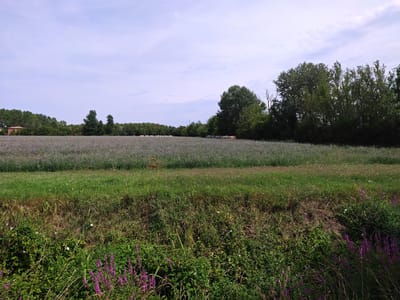 The image depicts a rural landscape with a field of purple flowers in the foreground, transitioning to a grassy area, and a treeline in the background. Several large round bales of hay are visible in the field. The sky is overcast with light clouds. The scene is likely located in a rural area surrounding Modena, Italy.
