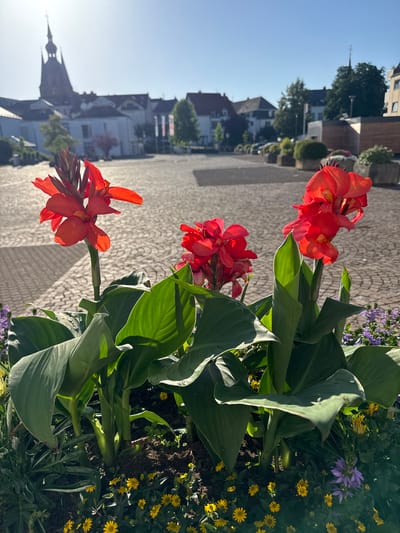 In Sankt Wendel, Germany, a bright sunlit plaza is partially in the foreground, featuring a planter box filled with vibrant red canna lilies. The flowers are in focus, their large green leaves creating a lush backdrop. Behind the planter, the plaza's cobblestone pavement is visible, laid out in a geometric pattern. In the mid-ground, there are more planters and trees lining the edge of the plaza. The background reveals a town square with buildings, including a prominent church with a tall, spire-topped tower. The sky is clear blue, indicating good weather. There are no people visible in the image.