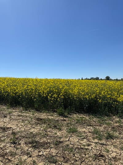 This image captures a vibrant rural landscape under a clear blue sky, likely in North Hertfordshire, United Kingdom.
The scene features three primary horizontal bands: a vast expanse of clear blue sky at the top, a prominent field of bright yellow flowers in the middle, and an area of dry, cracked earth in the foreground.
In the upper portion of the frame, the sky is a uniform, vivid blue, completely free of clouds. A thin, white contrail from an aircraft streaks diagonally across the upper left section of the sky. Below the sky, a sprawling field of intensely yellow flowers, most likely rapeseed or canola, stretches across the width of the image. The dense canopy of blossoms creates a brilliant, almost uniform texture of yellow and green. Along the horizon line, at the far edge of the flower field, a line of distant green trees is visible, partially silhouetted against the bright sky.
In the foreground, to the right of the yellow field, the ground is characterized by dry, light brown soil with numerous deep cracks, suggesting arid conditions or a period of prolonged dryness. Sparse clumps of green grass and weeds manage to grow amidst the parched earth, indicating a boundary or edge of the cultivated field.
The image is captured in bright natural daylight, implying a sunny day, likely morning or afternoon, given the clear conditions and illumination. The overall scene evokes a sense of expansive nature and agricultural productivity. There is no visible text in the image.