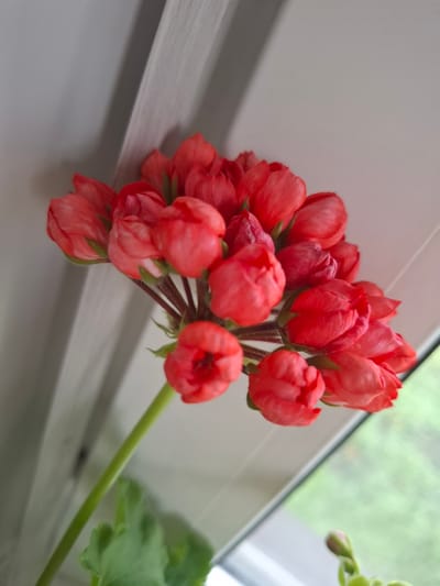 This media file features a close-up, low-angle shot of a cluster of vibrant red geranium flowers. The flowers are predominantly in bud form, with some beginning to open. They are arranged in an umbel inflorescence, with delicate stems holding each bloom. The petals are a bright, saturated red with some subtle variations in hue.
The flowers are positioned on a light-colored, horizontal surface that appears to be a windowsill or ledge. This surface has a slight texture and casts a soft shadow, suggesting diffuse lighting. Behind the flowers, a window pane is visible, with a blurred green background that indicates foliage or an outdoor scene. The lighting suggests it is daytime, possibly overcast, as there are no harsh shadows. The overall mood is serene and natural. There are no people, text, or specific events depicted. The location context provided is Sosnovka, Russia, which aligns with the imagery of a home or garden setting.