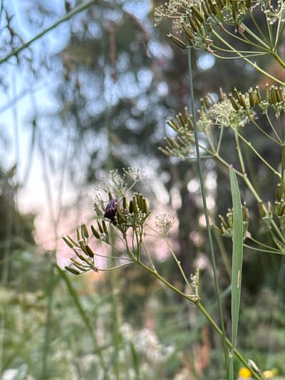 In Voeikovo, Russia, a close-up, low-angle shot captures a single insect perched on a cluster of immature seed pods. The insect, a shield bug, displays a striking pattern of dark purple and lighter purple stripes across its body. It is positioned on a delicate sprig of plant, with many other seed pods and small, white flowers surrounding it. The background is softly blurred, with bokeh effects from distant lights, suggesting a natural, outdoor setting with foliage and possibly trees. The overall lighting indicates it might be late afternoon or early evening. The image focuses on the intricate details of the insect and the plant, creating a macro perspective of this moment in nature.
