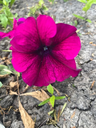 A close-up, vertical shot shows a bright pink petunia flower in bloom, positioned slightly off-center to the right. The flower's petals are velvety with dark veins radiating from the center, which is a deep purple. The background consists of dry, cracked grey soil with scattered dead brown leaves and a few small green shoots. The lighting is natural daylight, casting soft shadows. There are no people or animals present in the image. The location is identified as Takhtamukai, Russia.