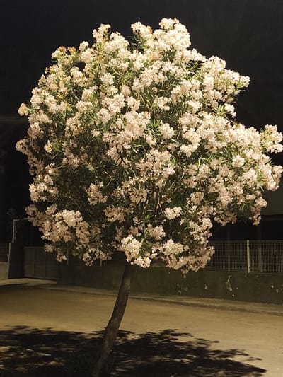 The image displays a vibrant, densely flowering tree illuminated at night, likely an Oleander, set against a dark background. The tree, positioned centrally, boasts a full, rounded canopy overflowing with countless small, light-colored blossoms, predominantly white or very pale pink, interspersed with rich green foliage. Its dark, sturdy trunk is visible at the lower center, curving gently.
The scene is an outdoor setting, appearing to be a roadside or street in Rotes, Spain, under a clear night sky. A paved surface, possibly a road or sidewalk, occupies the lower third of the frame, rendered in warm, yellowish tones from the artificial light source that illuminates the tree. Distinct, dark shadows of the tree's canopy are cast intricately onto this paved ground.
In the background, a low, weathered wall runs horizontally, topped by a metal mesh fence. Faint architectural elements, possibly gates or buildings, are visible further back on the left. The time of day is clearly night, characterized by the deep black sky and the strong artificial lighting highlighting the tree. There is no discernible weather condition. The scene conveys a sense of tranquility and striking beauty due to the contrast between the brightly lit blossoms and the dark surroundings. No visible text is present in the image.