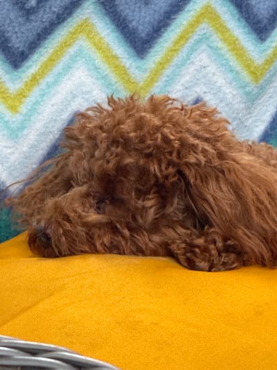 A close-up shot captures a brown poodle dog sleeping on a vibrant orange surface, likely a cushion or blanket. The dog's head is resting down, with its face mostly obscured by its curly fur. Behind the dog, a patterned blanket with chevron stripes in blue, yellow, and white adds a pop of color to the background. The scene appears to be indoors, possibly in a home setting, and there are no indications of the specific location being in Bersenevka, Russia.
