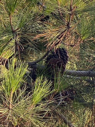 The image shows a close-up view of pine needles and pinecones on a pine tree. The pine needles are a vibrant green, and some of them appear to be slightly dried or reddish at the tips. The pinecones are dark brown and woody, with visible scales. The lighting suggests it is daytime, with sunlight filtering through the branches, creating some dappled shadows. The image is taken from a low angle, looking up into the tree canopy. There are no people or animals visible in the image. The scene is natural and depicts a typical pine tree environment. There is no information in the image that allows for the specific location to be identified as Juma, Uzbekistan.