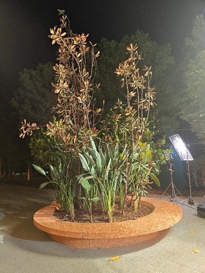 The scene is an outdoor nighttime setting in Kalyan-Dombivli, India. A prominent circular planter, constructed from reddish-brown speckled aggregate material, occupies the central frame. Inside, a dense arrangement of plants includes taller, slender trees with sparse, light brown foliage, intermingled with vibrant green broad-leafed plants and thinner, grass-like green vegetation. The surrounding ground is a light grey paved surface with several scattered yellowed leaves. To the right of the planter, a rectangular softbox light panel, mounted on a dark tripod, stands illuminated, emitting a bright white light. A dark equipment case rests on the ground next to the tripod. The background consists of dark green tree foliage, faintly visible against the dark night sky. No individuals, discernible actions, or interactions are present.
