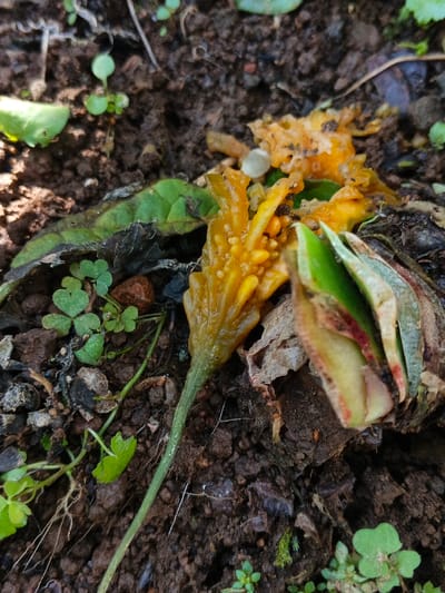 Decaying yellow flower lies on dark, moist soil among other plant detritus. The flower's structure is collapsing, revealing seeds or seed-like structures within. Surrounding the flower are green leaves of various sizes, some clover-shaped. A bud, partially open, shows red accents amidst faded green petals. The soil is interspersed with small pebbles and decaying organic matter, giving the scene a natural, earthy feel.