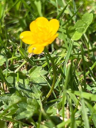 A close-up, high-angle shot captures a bright yellow buttercup flower in focus amidst a background of lush green grass and clover leaves. The buttercup, with its five glossy petals, is positioned on the left side of the frame, its vibrant color a stark contrast to the surrounding foliage. Small dew drops are visible on the petals and grass, suggesting a recent morning or damp conditions. The lighting indicates it is daytime, with sunlight casting shadows and highlighting the textures of the leaves and grass blades. The scene is outdoors, with the foliage suggesting a natural setting, possibly a meadow or garden. The image composition is tight, focusing on the small details of the plant life. There is no visible text within the image. The overall mood is serene and natural, highlighting the beauty of small details in nature.