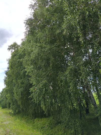 A line of birch trees with dense green foliage borders a grassy area. The trees are mostly seen from the side, with their white trunks visible in places. The sky above is partly cloudy and bright. The scene appears to be in a rural or park-like setting in Novo-Fyodorovskoye, Russia.