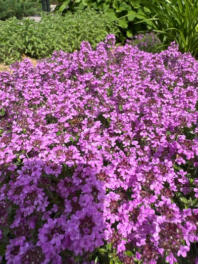 A close-up, high-angle shot captures a dense field of blooming pink thyme flowers in Kosherovo, Russia. The small, delicate flowers are packed tightly together, creating a vibrant carpet of color. In the center of the frame, a bee is visible, its body striped with yellow and black, as it hovers over one of the blossoms. The background is blurred, showing green foliage and hints of other plants, suggesting a garden or natural setting. The lighting indicates it is daytime, with sunlight illuminating the flowers and creating soft shadows.