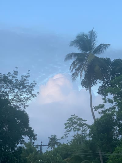 In Karandugoda, Sri Lanka, a slightly overcast sky serves as the backdrop for lush tropical foliage and a towering coconut palm. The sky is a pale blue, with wispy clouds scattered across it, and a large, billowy white cloud formation dominates the central portion of the frame. The coconut palm, with its distinctive fronds, stands tall on the right side of the image. The left side of the image features the silhouette of another tree with dark green leaves. In the lower portion of the image, more dense green vegetation is visible, with a utility pole and wires also present, suggesting a semi-rural or suburban environment.