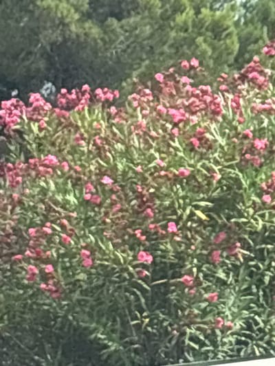 This is a close-up, blurry, slightly overexposed image of a dense shrub with numerous small pink flowers and green foliage. The shrub is likely a flowering plant, possibly heather or a similar species, given the abundance of small blossoms and the overall texture of the leaves. The flowers are clustered together, creating a vibrant pink contrast against the muted green of the leaves. The background on the left side of the image shows a darker, less defined area, which could be more foliage or a shaded area of the garden. The lighting suggests it could be daytime, possibly with bright sunlight casting some shadows and contributing to the overexposure. The image lacks any human subjects or discernible objects other than the plant itself. There is no visible text in the image. The context of Alcossebre, Spain, suggests a Mediterranean climate, which would be conducive to the growth of such flowering shrubs. The overall impression is one of a lush, blooming plant, potentially in a garden or natural landscape.