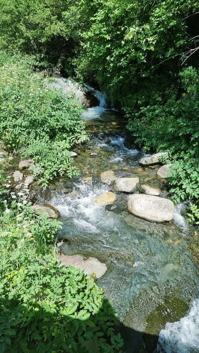 The image shows a natural scene of a clear, shallow stream flowing over smooth, rounded rocks and pebbles. Lush green foliage, including trees and leafy plants with small white and yellow flowers, lines the banks of the stream, creating a dense, verdant environment. Sunlight filters through the leaves, dappling the water and rocks. The stream appears to be in a natural, undeveloped area. This scene is characteristic of the natural landscapes found around Setcases, Spain, a village in the Pyrenees mountains known for its pristine rivers and surrounding forests. There are no people visible in the image.