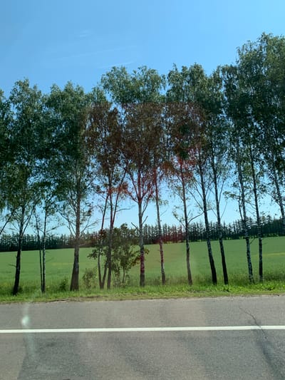 A horizontal, slightly angled, eye-level shot captures a row of birch trees bordering a bright green field under a clear blue sky. The trees, with their characteristic white bark and dark markings, are varied in height and density, with some appearing more mature than others. The foliage ranges from deep green to a reddish-brown, suggesting different species or seasonal changes. A thin line of grass separates the trees from the field. In the foreground, a dark asphalt road runs horizontally across the frame, marked by a single white line. The road surface shows some wear and tear, with a visible crack. The overall scene evokes a sense of a rural roadside landscape in a temperate climate. The image was taken in the city of Samakhvalavichy Rural Council, Belarus.