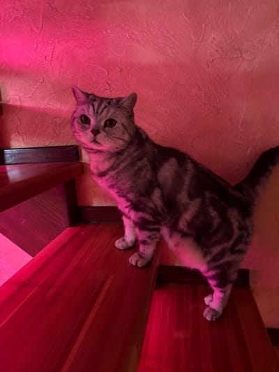 A tabby cat with grey and black stripes stands on a wooden staircase under pink lighting. The cat's face is visible, with large, round eyes looking towards the camera. The staircase has red-toned wooden steps and dark brown risers. The wall behind the cat has a textured surface and is illuminated by pink light, creating a vibrant glow. The scene appears to be indoors, possibly in a residential setting.