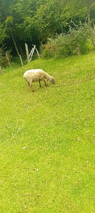 A light-colored sheep with sparse, somewhat matted wool is positioned in the upper mid-ground, observed with its head lowered, actively grazing on a bright green grassy slope. The ground is covered in dense, short green grass, appearing verdant, with scattered small white elements resembling clover or tiny flowers. A light-colored, slender twig lies diagonally in the lower-left foreground. In the background, the terrain rises, meeting a dense line of various green trees and shrubs. Several rustic wooden fence posts, irregularly spaced and appearing to be made from rough-hewn branches, are visible among the foliage in the background, suggesting a boundary. The scene is illuminated by natural daylight. This environment is located in the city of Rwanyambo, Kenya.