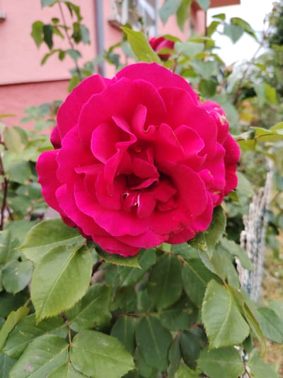 The image shows a close-up of a vibrant pink rose in bloom. The rose is the central focus, with numerous petals densely arranged. Green leaves surround the rose, providing a backdrop. A pink building is visible in the upper background, along with glimpses of greenery and a fence. The photo was taken in Souffelweyersheim, France.