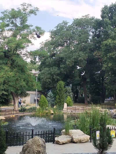 In the city of Voznesensk, Ukraine, a park scene unfolds with a pond featuring a fountain in the center, surrounded by lush green trees and vegetation. Several pigeons are captured mid-flight above the pond and amongst the trees. In the background, a man walks past a brick building and a street lamp. The ground in the foreground is paved with concrete, with large rocks and small evergreen trees scattered around. A black metal fence encloses the pond area, and various signs are visible near the pond's edge.