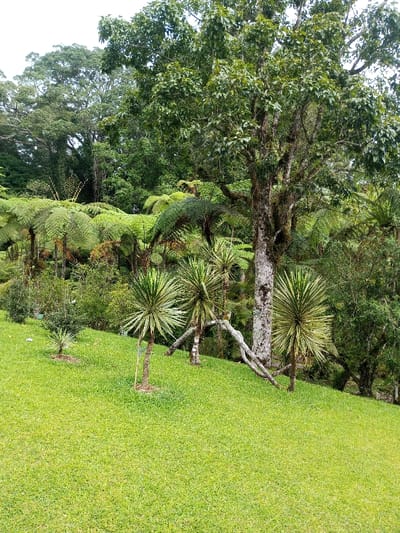 The image depicts a verdant, sloping natural landscape located in Pachmarhi, India. The foreground consists of a vibrant green, neatly mown grass lawn that ascends from left to right. Three small plants, approximately 0.5 to 1 meter tall, with spiky, radiating leaves resembling yucca or dracaena, are sparsely rooted on this grassy slope.

The midground is densely populated with diverse flora. A large tree with a thick, pale, mottled trunk, appearing to be covered in lichen, stands prominently on the right side, extending upwards with a full green canopy. To the left and slightly in front of this large tree, several mature yucca-like plants with distinct variegated green and yellow/cream spiky leaves are visible. Interspersed among these and behind them are numerous large tree ferns, characterized by their expansive, intricate green fronds. A light-colored, gnarled tree branch, possibly fallen, lies horizontally on the ground among the spiky-leaved plants.

The background features a dense, layered forest canopy, exhibiting various shades of dark green foliage under an overcast, light gray sky. The scene is devoid of human presence, man-made structures, or observable actions, portraying an undisturbed natural environment.