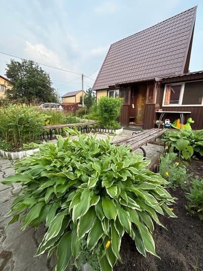 The media file shows an outdoor scene in Solnechnyi, Russia. A wooden house with a brown, wavy roof dominates the left side of the frame. In front of the house, a dense cluster of hosta plants with variegated green and white leaves is prominent in the foreground. A weathered wooden bench is situated behind the hostas, with a dark metal fence visible beyond it.

The scene appears to be a residential backyard or garden area. Behind the hostas and bench, there is more greenery, including trees and other plants. In the background, other houses and structures are visible, suggesting a suburban or rural setting. A power line with a utility pole runs across the upper portion of the image.

The lighting suggests it is daytime, possibly late afternoon or early evening, with a slightly overcast sky. There are no people visible in the image. The overall mood is peaceful and domestic. No text is visible in the media file.