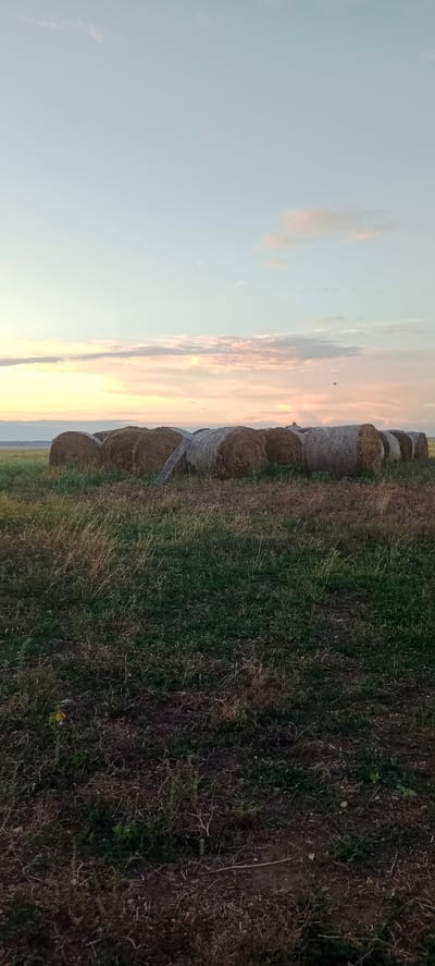 The image depicts a rural landscape at dusk, likely in or near Peskovatka, Russia. A field of harvested hay is visible, with multiple large, round hay bales arranged in a line across the middle ground. The bales are densely packed and appear to be made of dried grass. In the foreground, there is a field of shorter, dry grass and some scattered vegetation. The sky above is a pale blue, transitioning to hues of yellow and pink near the horizon, indicating either sunrise or sunset. A few wispy clouds are scattered across the sky. No people or animals are present in the scene. The overall impression is one of agricultural activity and the peaceful end of a day in the countryside.