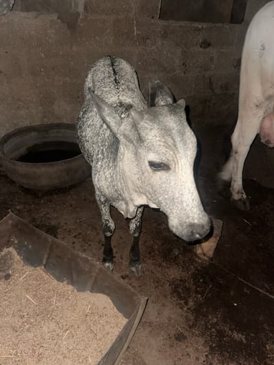 The image depicts an indoor animal enclosure in Yalwa, Nigeria, under dim lighting. In the center, a dappled grey and white bovine with small horns stands, facing slightly left and looking towards the viewer. Its coat is heavily speckled with black markings. To the right, the rear portion of a larger white bovine is partially visible, showing its udder. The ground is dark, damp earth. In the mid-ground left, a dark, shallow basin containing liquid is present. In the foreground, a rusty, rectangular metal trough is filled with light-colored feed. The enclosure walls appear to be constructed from rough, light-colored blocks or concrete. No human figures are present.
