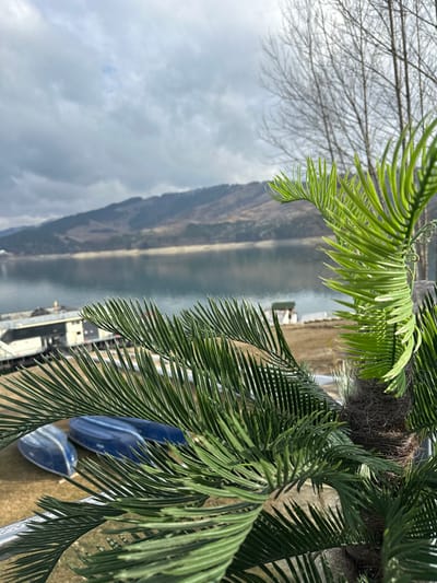 The image displays a waterfront scene at Bicaz Lake in Bicaz, Romania. In the immediate foreground, positioned on the right, is a vibrant green Cycas revoluta plant, exhibiting multiple pinnate fronds extending across the lower and central portions of the frame, with its fibrous trunk base partially visible. To the left of the plant, on a patch of dry, light brown ground, three inverted blue small boats or dinghies are arranged near the water's edge. Further left, a multi-story building, likely a marina or waterfront structure, with a combination of white and dark gray elements, is partially visible. The midground is dominated by the calm, expansive surface of Bicaz Lake, reflecting the overcast sky. Across the lake, a range of hills or mountains, covered with sparse vegetation showing both brown and green hues, rises prominently in the background. The sky is uniformly cloudy with gray formations. A bare-branched deciduous tree is partially visible in the upper right portion of the image. No individuals, explicit actions, or interactions are present in the scene.