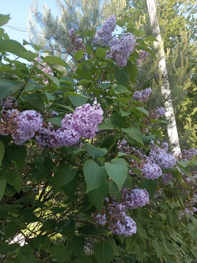 The image captures a vibrant lilac bush in full bloom, viewed from a low angle looking upwards towards the sky. The central subject is a profusion of purple and lavender lilac flowers, clustered together and interspersed among numerous lush green, heart-shaped leaves. Some of the flower clusters show signs of fading or browning, suggesting the peak bloom has recently passed.
In the background, a clear, bright blue sky is visible, indicating a sunny day. Several tall pine trees with their distinctive green needles and branches frame the upper and right sides of the image. A prominent white, vertical object, possibly a utility pole or a light-colored tree trunk, stands on the right, partially obscured by the pine foliage. Faint, thin dark lines, which could be power lines or distant branches, cross the sky in the upper left.
The scene depicts an outdoor, natural setting, likely a garden or park in Kommunar, Russia. The bright, even lighting suggests it is daytime, possibly morning or early afternoon. The presence of lilacs in bloom points to late spring or early summer. There are no people, animals, or visible text in the image, emphasizing the serene natural environment. The overall impression is one of natural beauty and the freshness of the season.