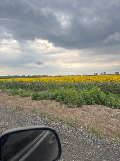 An outdoor, eye-level, vertical shot shows a field of sunflowers in the distance. The sunflowers are a bright yellow and fill the frame from left to right, extending to the horizon. In front of the sunflowers, a line of green bushes and vegetation separates them from a dirt path in the foreground. The path is covered in loose gravel and dirt. A car's side mirror is visible in the lower right corner of the image, reflecting the sky and a portion of the car. The sky above is filled with heavy, gray clouds. The location is in the city of Krasna Hirka, Ukraine. There are no people or animals visible in the image.