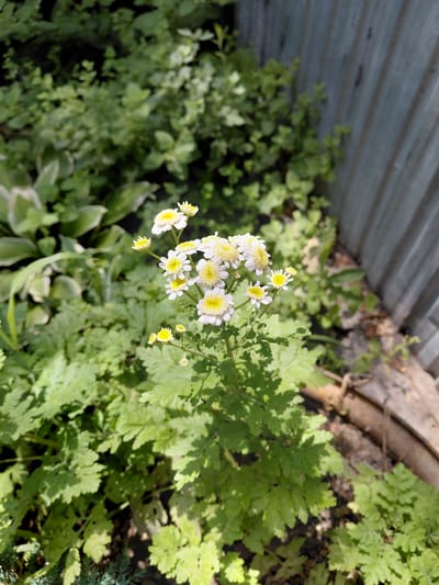 A close-up, eye-level shot captures a cluster of small, white flowers with yellow centers blooming in a garden. The flowers are delicate and have multiple petals, resembling daisies. They are positioned in the lower-center of the frame, with their feathery green foliage filling the foreground and extending into the background. To the right of the flowers, a weathered, vertical wooden fence creates a textured backdrop. The overall impression is one of a natural, sunny outdoor setting. The image does not depict any people or specific urban landmarks that would allow for precise location identification within Бұлақты, Kazakhstan.