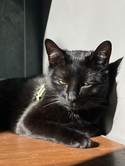 The image displays a black cat resting on a polished brown wooden surface in a corner setting, located in Paiporta, Spain. The cat is positioned in the foreground, facing towards the viewer with its body slightly angled. Its eyes are partially closed, possibly squinting, with a prominent light reflection on the left eye and a smaller reflection on the right. A light green or yellow beaded charm, resembling a small insect with two black dots for eyes, is visible on the cat's left shoulder area. Direct sunlight strongly illuminates the cat from the front-right, creating bright highlights on its black fur, whiskers, and the top of its head, while casting a distinct shadow behind it on the wall. The background consists of a corner, with a dark, possibly tiled, vertical surface on the left and a lighter, smooth vertical surface on the right.