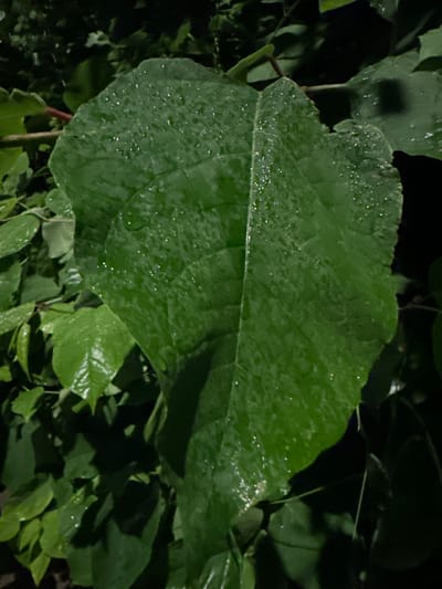 The image shows a close-up view of a large, vibrant green leaf covered in water droplets. The leaf is the dominant subject, with its surface texture clearly visible, showing veins and imperfections. The water droplets refract light, creating small, sparkling highlights across the leaf. In the background, other green leaves and branches are visible, partially obscured by shadow and darkness, suggesting an outdoor setting possibly at night or in deep shade. There is no visible indication of the city of Sergeevka, Russia, or any human presence.