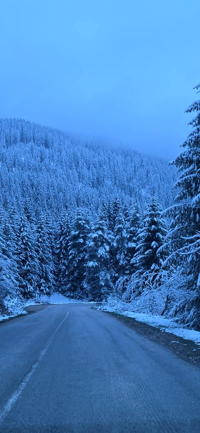 The image, when properly oriented, presents a serene, snow-covered winter landscape, likely taken along a mountain road in Stoikite, Bulgaria. A dark asphalt road, appearing somewhat cleared but still with patches of snow or ice, occupies the right side of the frame, extending from the foreground into the hazy distance. A faint white line is visible along the right edge of the road, suggesting a shoulder marking.

To the left of the road and dominating the central and left portions of the image is a dense forest of coniferous trees, such as fir or spruce, heavily blanketed in fresh, white snow. The snow clings thickly to the branches, creating intricate patterns and giving the forest a textured, blue-white appearance. The trees closest to the viewer show more detail, while those in the mid-ground merge into a vast expanse of snow-laden foliage.

The background on the far left is characterized by a uniform, pale blue haze, indicating an overcast sky or a thick layer of fog or mist obscuring any distant features or the horizon. This atmospheric condition, combined with the diffused, cool light, suggests either an early morning, late afternoon, or deeply overcast winter day.

The scene is devoid of people or vehicles, emphasizing its natural, tranquil, and isolated character. The prominent colors are varying shades of blue and white, reflecting the cold, snowy environment. There is no visible text in the image.