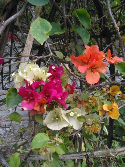 The image presents a close-up view of a multi-colored bougainvillea plant located in San Cristóbal, Costa Rica. Clusters of bougainvillea bracts are prominent, displaying vibrant magenta, bright orange, creamy white, and yellowish-gold hues. Small white or yellowish true flowers are visible within some of the colored bracts. The plant consists of a dense network of gnarled, dark woody branches and vines, interspersed with numerous green, ovate leaves. Some leaves exhibit minor spotting or discoloration. In the background, a light gray, coarse-textured stone or concrete wall is partially discernible through the foliage. The scene is illuminated by natural daylight. No human subjects, direct actions, or interactions are visible.