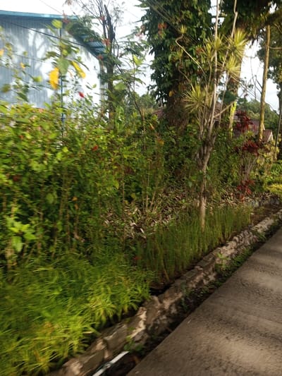 Lush vegetation lines a concrete walkway. A variety of green plants, including taller bushes with hints of red and yellow blossoms, and grassy ground cover, thrive alongside a stone-edged drainage ditch. Overhead, glimpses of buildings are visible through the foliage. Powerlines span the scene. The greenery creates a dense, natural border against the man-made structures.