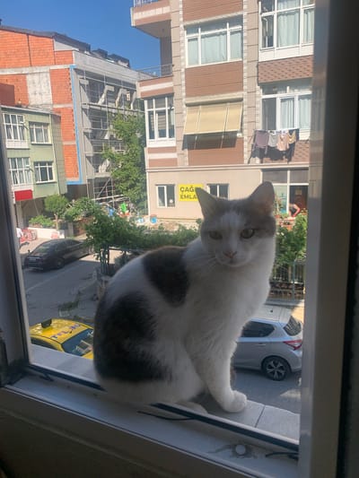 A domestic shorthair cat with white and grey tabby markings sits on a windowsill, looking directly at the camera. The cat is positioned in the foreground, partially obscuring the view of the window frame and the urban environment outside. Behind the cat, a street scene unfolds, with several buildings visible. One building on the left appears to be under construction or renovation, with exposed brickwork and scaffolding. Further down the street, a black sedan is parked. A yellow taxi is also visible in the lower left quadrant of the image. In the background, a modern apartment building features balconies with laundry hanging out to dry. The sky is clear and blue, indicating a sunny day. The image appears to be taken from inside a residential building in Avcılar, Turkey.